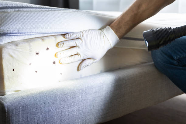 Best Termite Control Services  in Staunton, VA