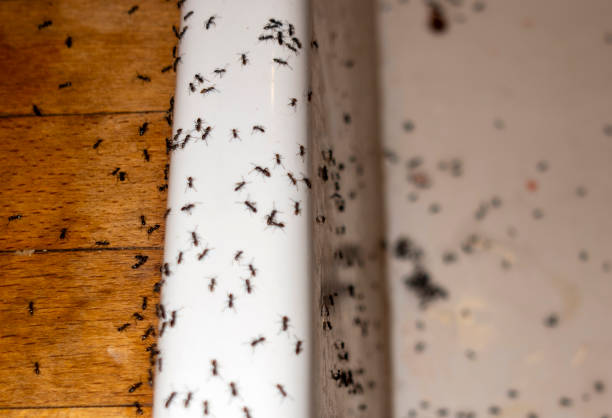 Best Mosquito Control Services  in Staunton, VA
