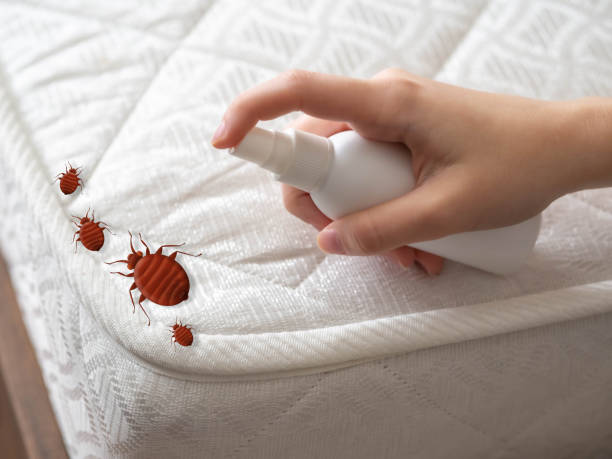 Flea Control Services in Staunton, VA