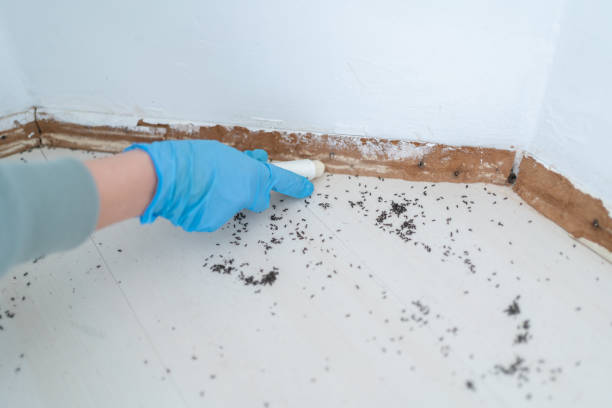 Best Spider Control Near Me  in Staunton, VA